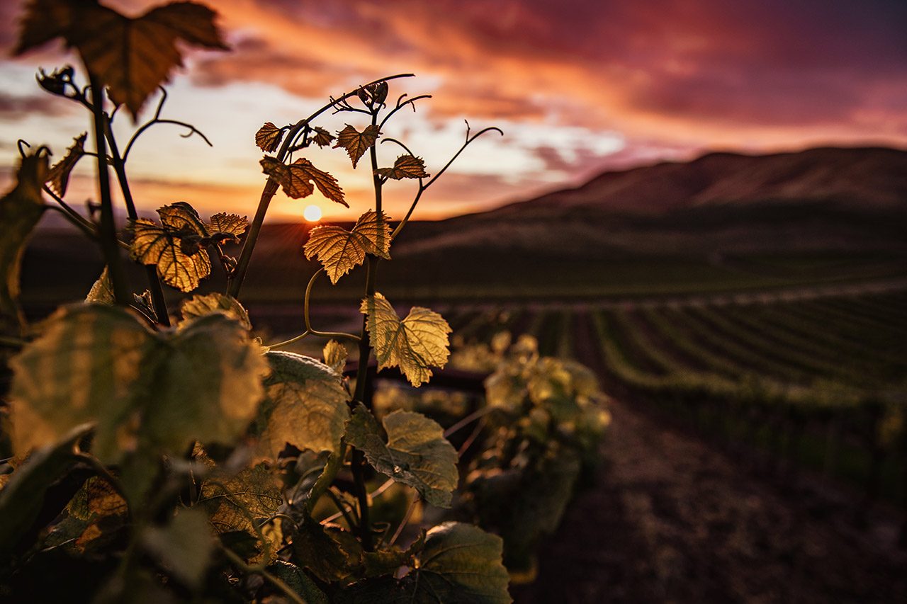 How to build a dinner around structured reds